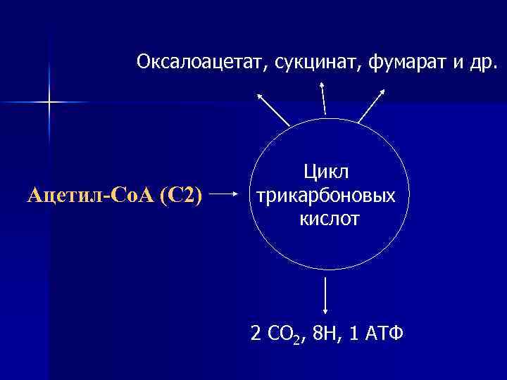 Оксалоацетат, сукцинат, фумарат и др. Ацетил-Co. А (С 2) Цикл трикарбоновых кислот 2 СО