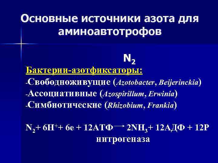 Основные источники азота для аминоавтотрофов N 2 Бактерии-азотфиксаторы: -Свободноживущие (Azotobacter, Beijerinckia) -Ассоциативные (Azospirillum, Erwinia)