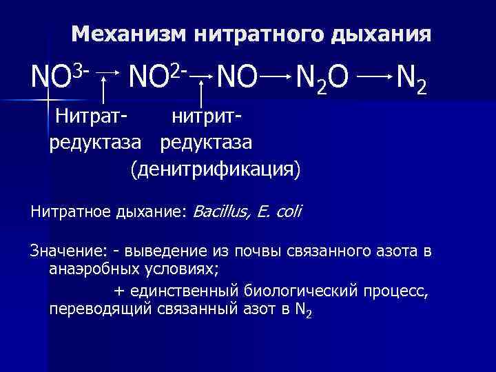 Механизм нитратного дыхания NO 3 - NO 2 - NO N 2 Нитратнитритредуктаза (денитрификация)