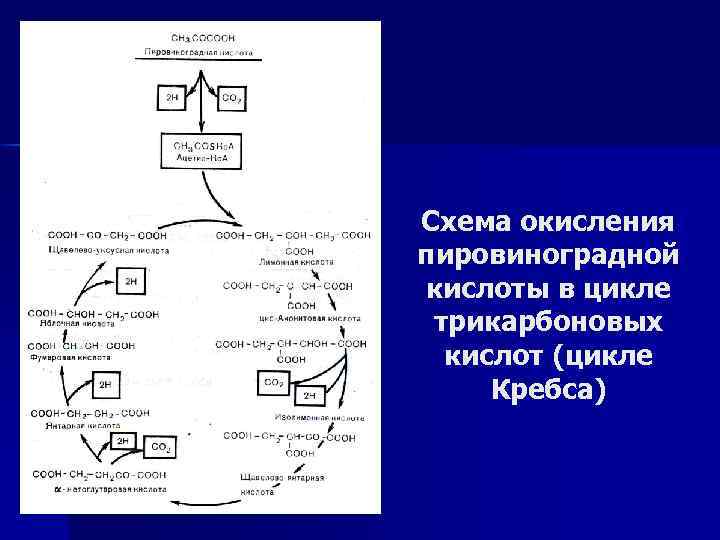 Схема окисления пировиноградной кислоты в цикле трикарбоновых кислот (цикле Кребса) 