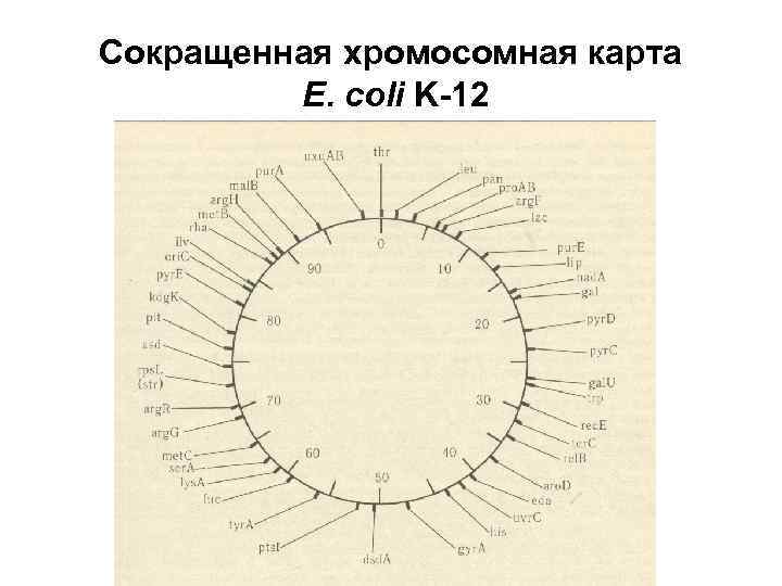 Сокращенная хромосомная карта E. coli K-12 