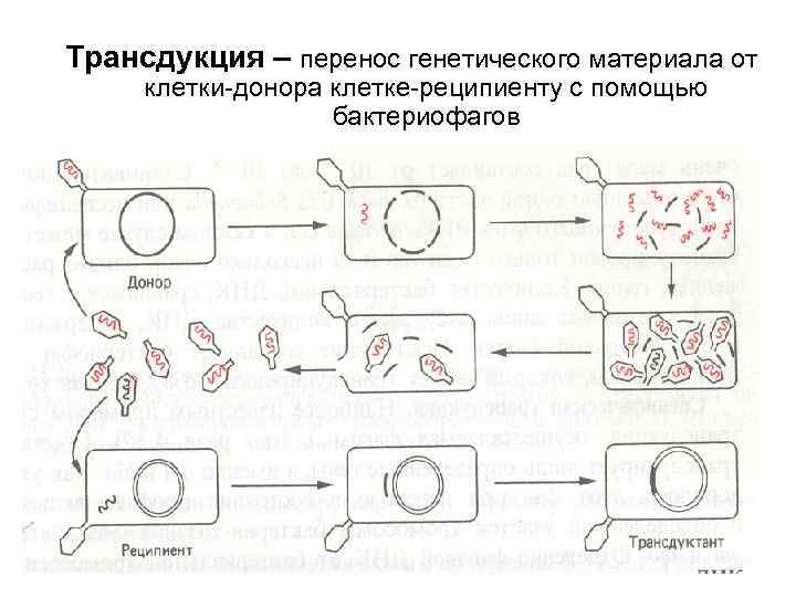 Трансдукция – перенос генетического материала от клетки-донора клетке-реципиенту с помощью бактериофагов 