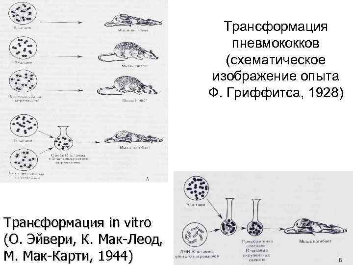 Трансформация пневмококков (схематическое изображение опыта Ф. Гриффитса, 1928) Трансформация in vitro (О. Эйвери, К.