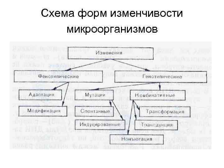 Изменчивость схема генетика