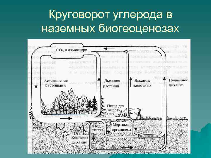 Составьте схему круговорота углерода в водной и наземной экосистемах