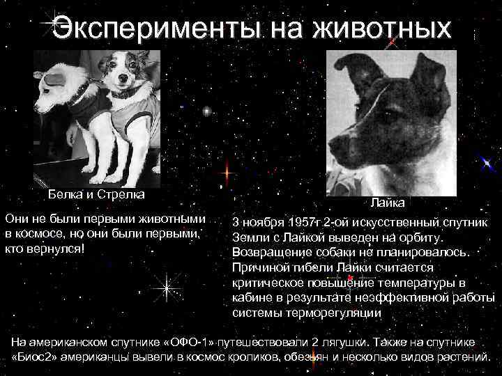 Эксперименты на животных Белка и Стрелка Они не были первыми животными в космосе, но