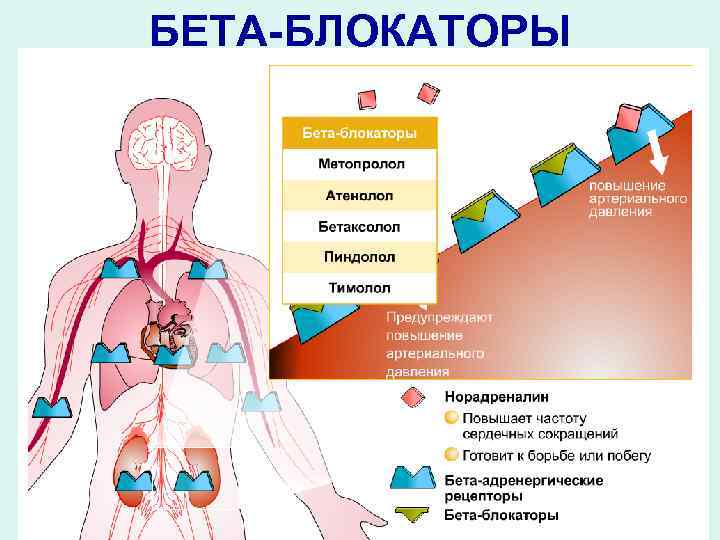 БЕТА-БЛОКАТОРЫ 