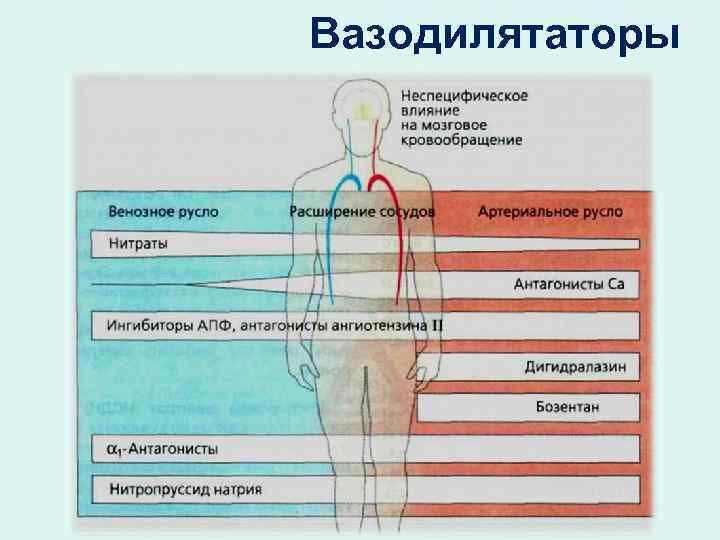 Вазодилятаторы 