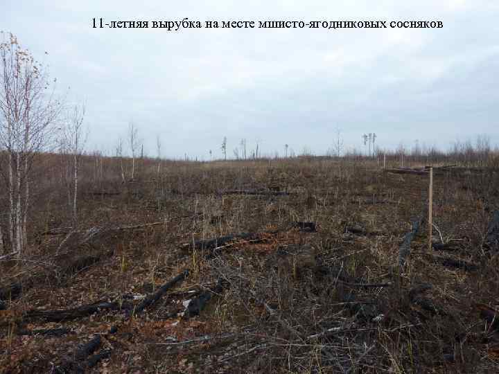 11 летняя вырубка на месте мшисто ягодниковых сосняков 