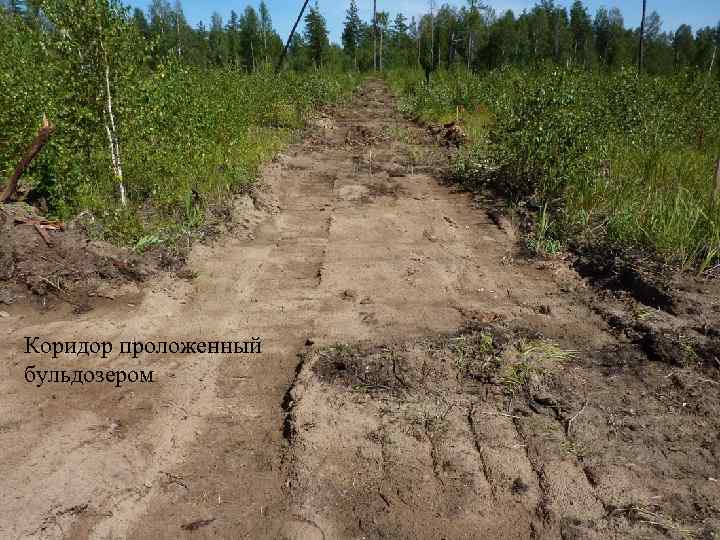 Коридор проложенный бульдозером 