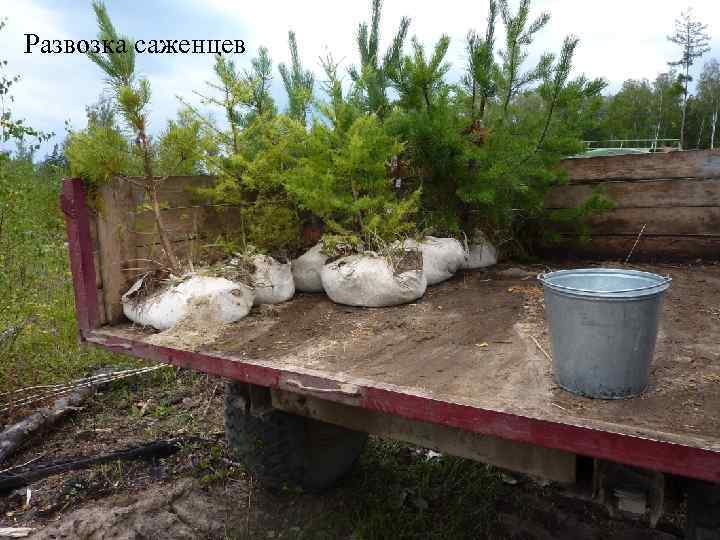 Развозка саженцев 