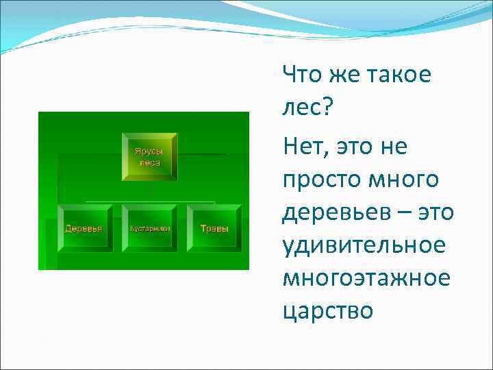 Что же такое лес? Нет, это не просто много деревьев – это удивительное многоэтажное