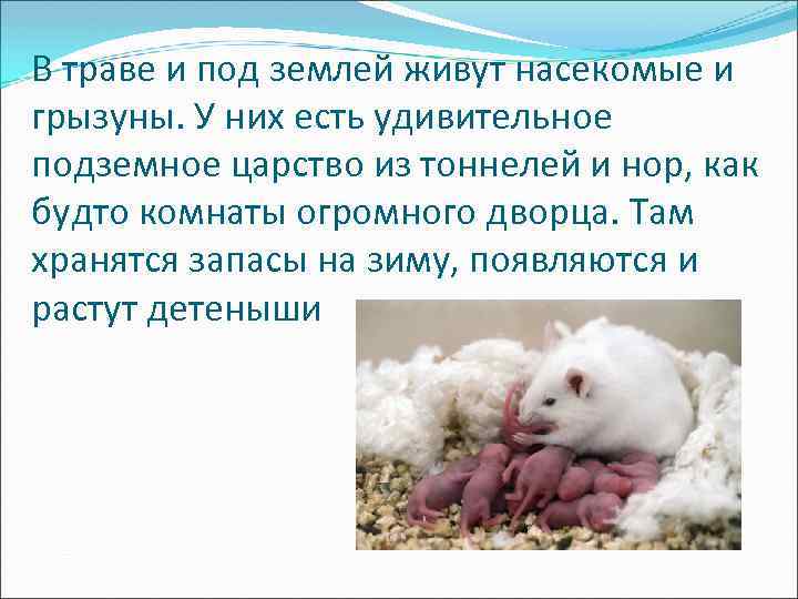В траве и под землей живут насекомые и грызуны. У них есть удивительное подземное