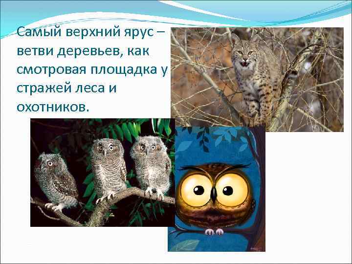 Самый верхний ярус – ветви деревьев, как смотровая площадка у стражей леса и охотников.