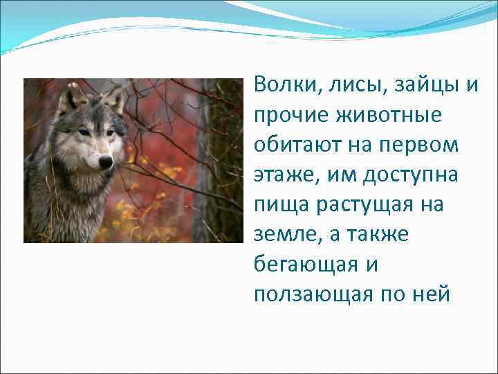 Волки, лисы, зайцы и прочие животные обитают на первом этаже, им доступна пища растущая