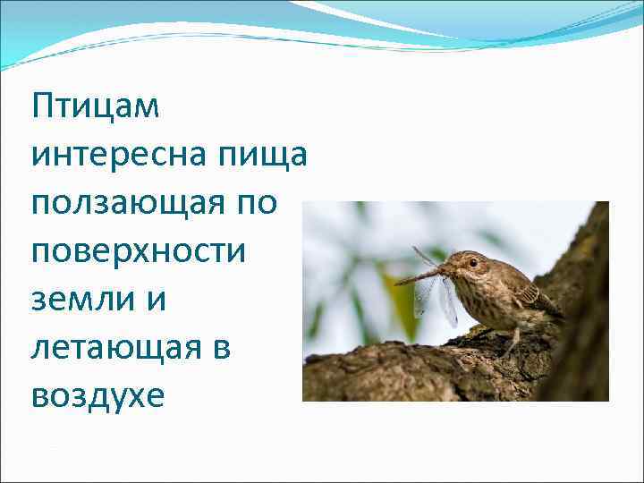 Птицам интересна пища ползающая по поверхности земли и летающая в воздухе 