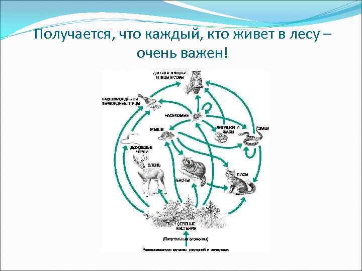 Получается, что каждый, кто живет в лесу – очень важен! 
