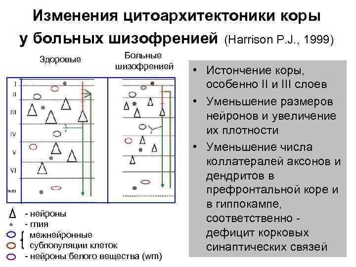  Изменения цитоархитектоники коры у больных шизофренией (Harrison P. J. , 1999) Здоровые Больные