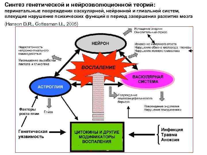 Синтез генетической и нейроэволюционной теорий: перинатальные повреждения васкулярной, нейронной и глиальной систем, влекущие нарушение