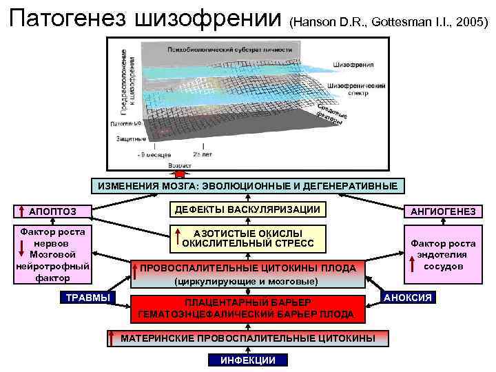 Патогенез шизофрении (Hanson D. R. , Gottesman I. I. , 2005) ИЗМЕНЕНИЯ МОЗГА: ЭВОЛЮЦИОННЫЕ