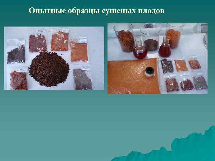 Опытные образцы сушеных плодов 