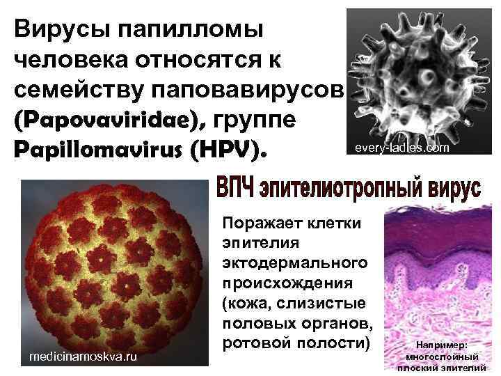 Вирусы папилломы человека относятся к семейству паповавирусов (Papovaviridae), группе Papillomavirus (HPV). medicinamoskva. ru every-ladies.