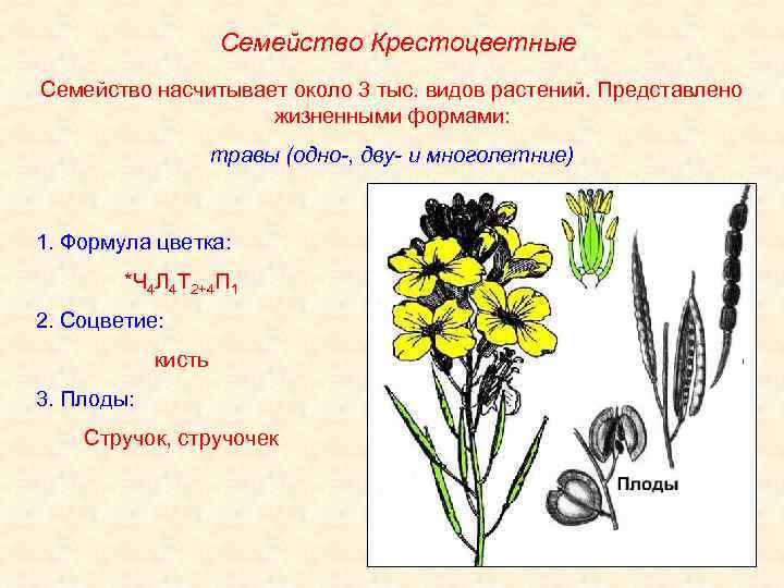 Виды плодов крестоцветных растений. Венчик крестоцветных. Формула крестоцветных цветков. Формула цветков растений семейства крестоцветные. Формула цветка крестоцветных двудольных.