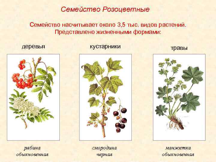 Используя рисунок на с 83 учебника назовите основные жизненные формы покрытосеменных растений