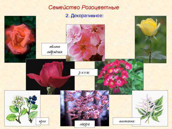 Соцветие семейства розоцветные 7 класс