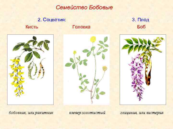 Бобовые растения схема