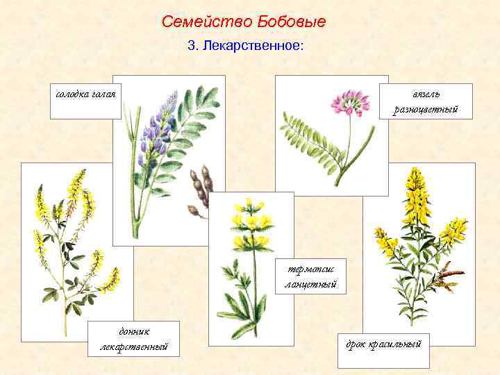 Представители бобов. Семейство бобовые представители семейства. Дикие лекарственные растения семейства бобовых. Семейство Мотыльковые лекарственные растения. Семейство бобовые представители дикорастущие.