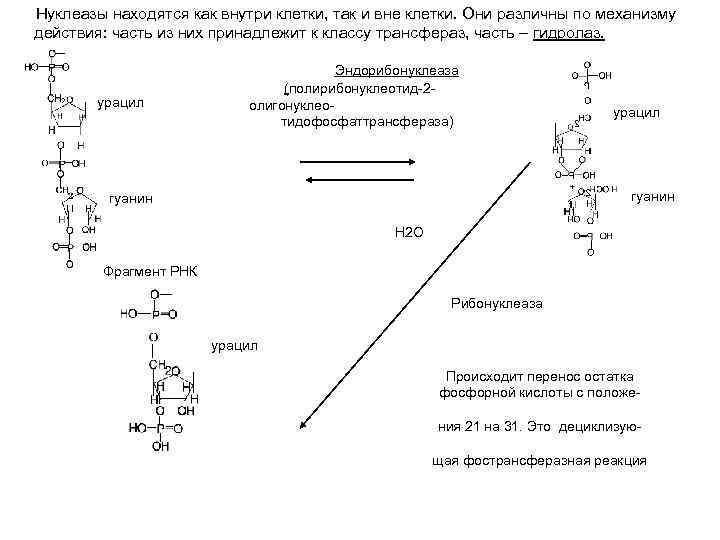 Нуклеазы находятся как внутри клетки, так и вне клетки. Они различны по механизму действия: