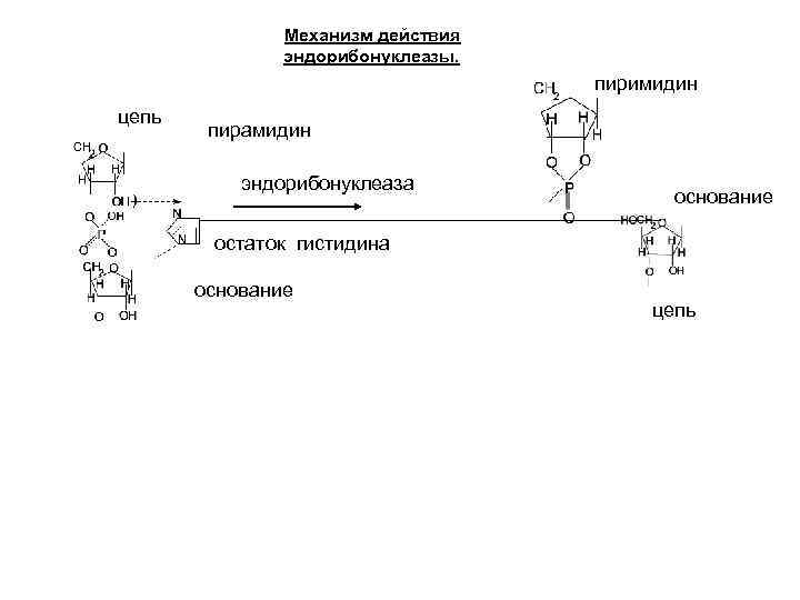 Механизм действия эндорибонуклеазы. пиримидин цепь пирамидин эндорибонуклеаза основание остаток гистидина основание цепь 