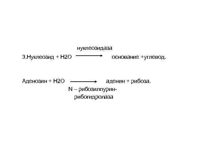 нуклеозидаза 3. Нуклеозид + Н 2 О Аденозин + Н 2 О основание +углевод.