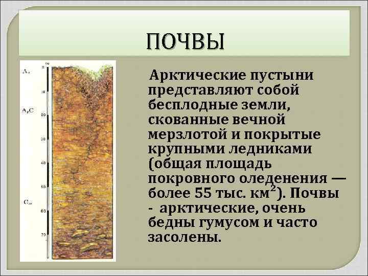 ПОЧВЫ Арктические пустыни представляют собой бесплодные земли, скованные вечной мерзлотой и покрытые крупными ледниками