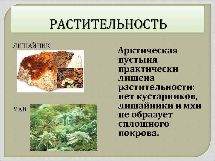 РАСТИТЕЛЬНОСТЬ ЛИШАЙНИК МХИ Арктическая пустыня практически лишена растительности: нет кустарников, лишайники и мхи не