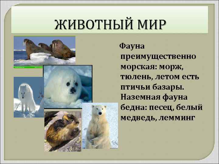 ЖИВОТНЫЙ МИР Фауна преимущественно морская: морж, тюлень, летом есть птичьи базары. Наземная фауна бедна: