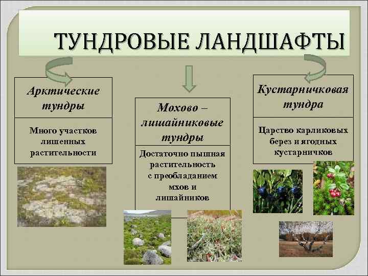 ТУНДРОВЫЕ ЛАНДШАФТЫ Арктические тундры Много участков лишенных растительности Мохово – лишайниковые тундры Достаточно пышная