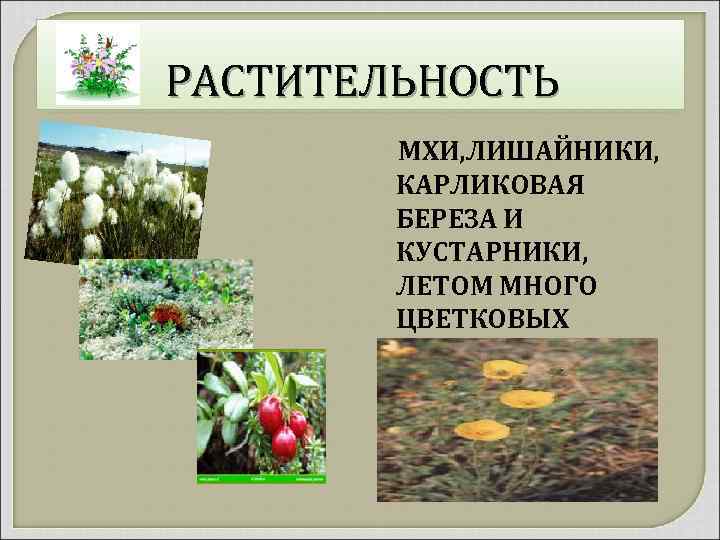 РАСТИТЕЛЬНОСТЬ МХИ, ЛИШАЙНИКИ, КАРЛИКОВАЯ БЕРЕЗА И КУСТАРНИКИ, ЛЕТОМ МНОГО ЦВЕТКОВЫХ 