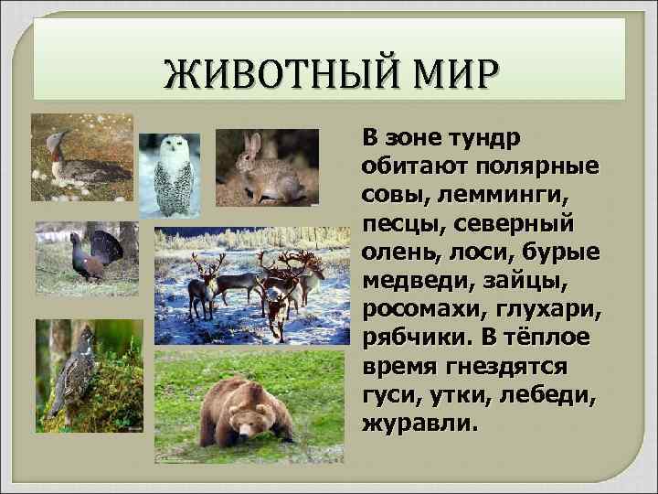 ЖИВОТНЫЙ МИР В зоне тундр обитают полярные совы, лемминги, песцы, северный олень, лоси, бурые