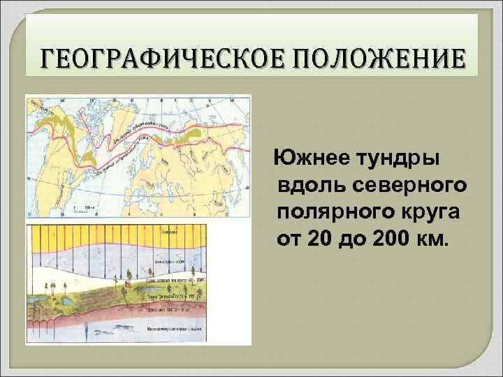 ГЕОГРАФИЧЕСКОЕ ПОЛОЖЕНИЕ Южнее тундры вдоль северного полярного круга от 20 до 200 км. 