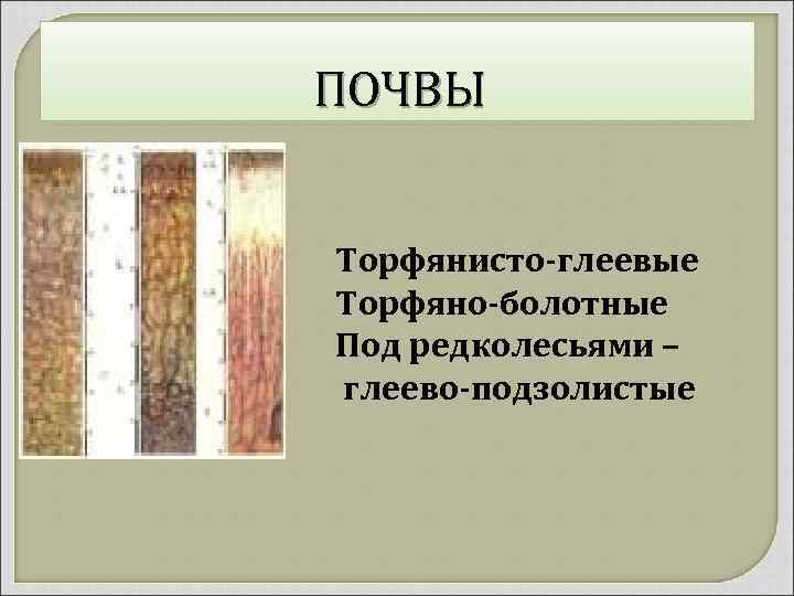 ПОЧВЫ Торфянисто-глеевые Торфяно-болотные Под редколесьями – глеево-подзолистые 