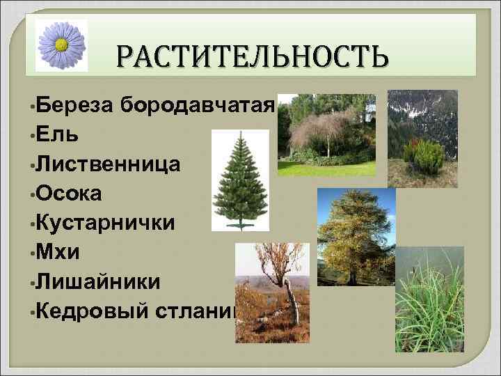 РАСТИТЕЛЬНОСТЬ • Береза бородавчатая • Ель • Лиственница • Осока • Кустарнички • Мхи