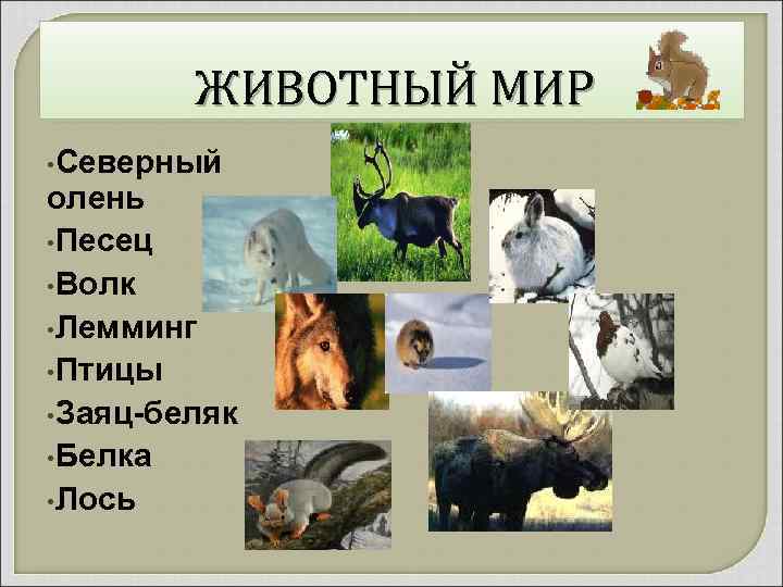 ЖИВОТНЫЙ МИР • Северный олень • Песец • Волк • Лемминг • Птицы •