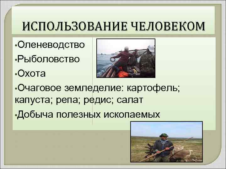 ИСПОЛЬЗОВАНИЕ ЧЕЛОВЕКОМ • Оленеводство • Рыболовство • Охота • Очаговое земледелие: картофель; капуста; репа;