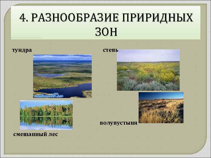 4. РАЗНООБРАЗИЕ ПРИРИДНЫХ ЗОН тундра степь полупустыня смешанный лес 