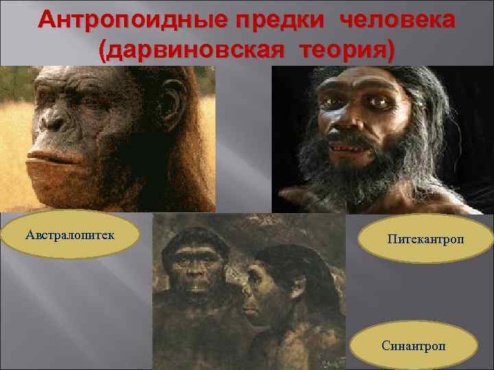 Антропоидные предки человека (дарвиновская теория) Австралопитек Питекантроп Синантроп 