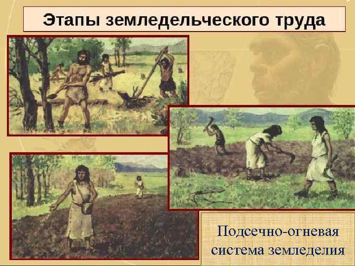 Подсечно огневая система земледелия 