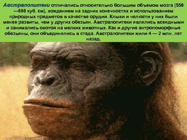 питекантроп ( «обезьяночеловек» ) и родственными ему атлантроп и синантроп. Питекантропов уже можно называть