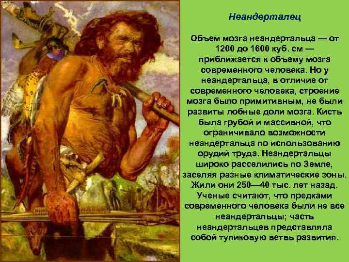   Кроманьонец  (человек современного физического типа)— появился на третьем этапе антропогенеза. Это